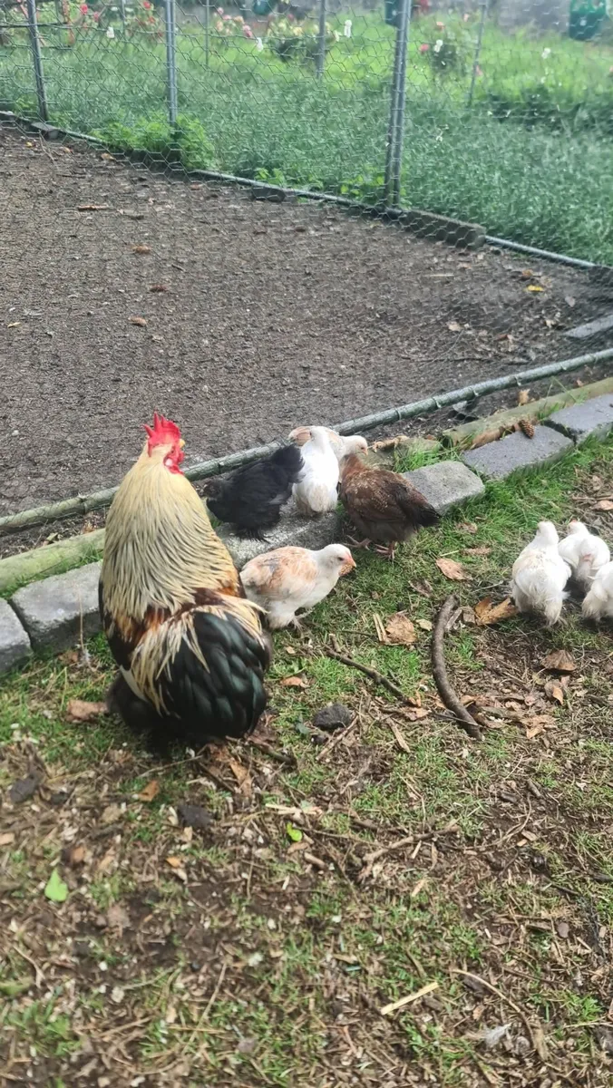 Chicks - Image 4