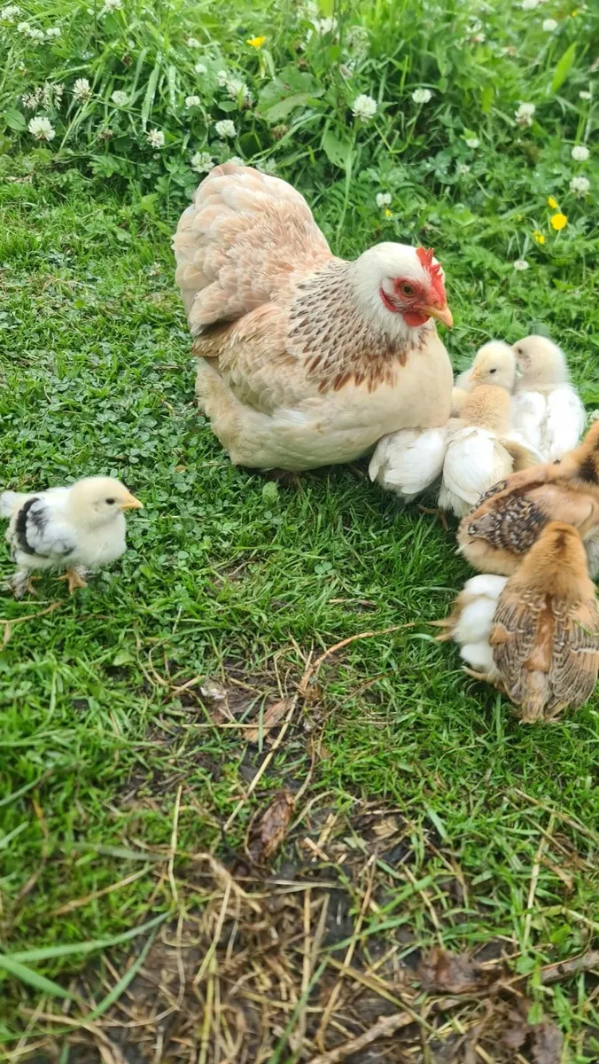 Chicks - Image 1