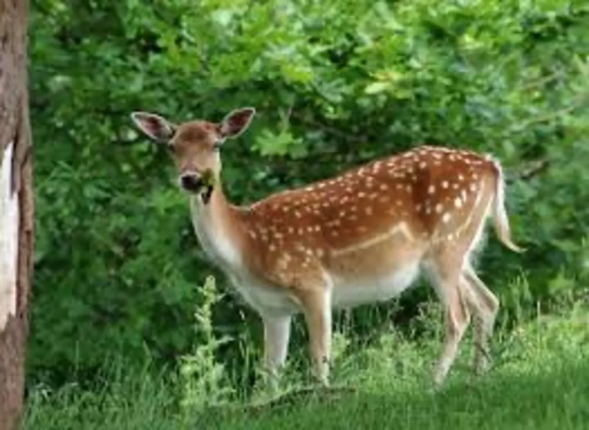 (Free) Deer management available