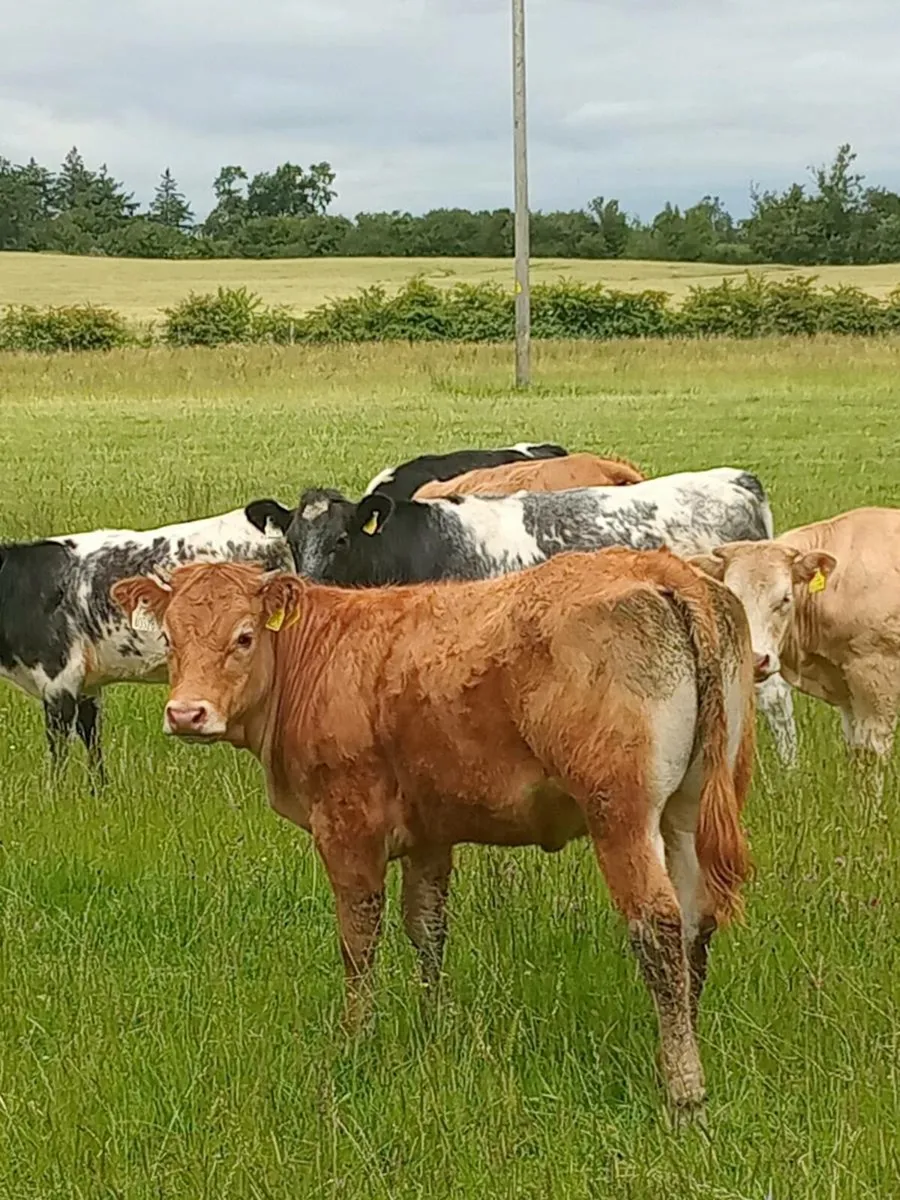 Heifers - Image 1