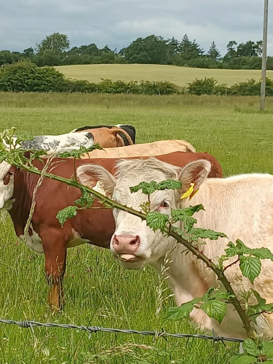 Heifers - Image 3