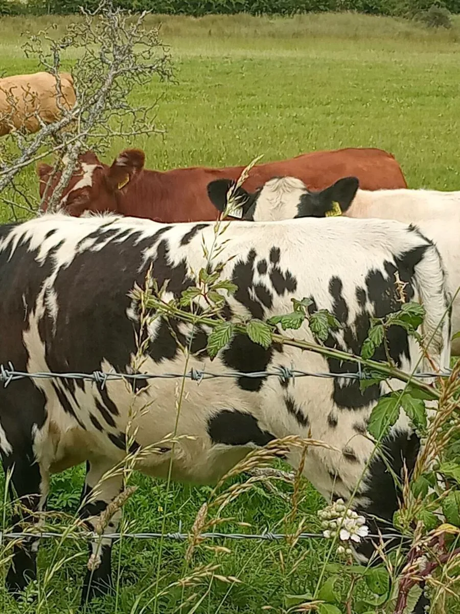Heifers - Image 4