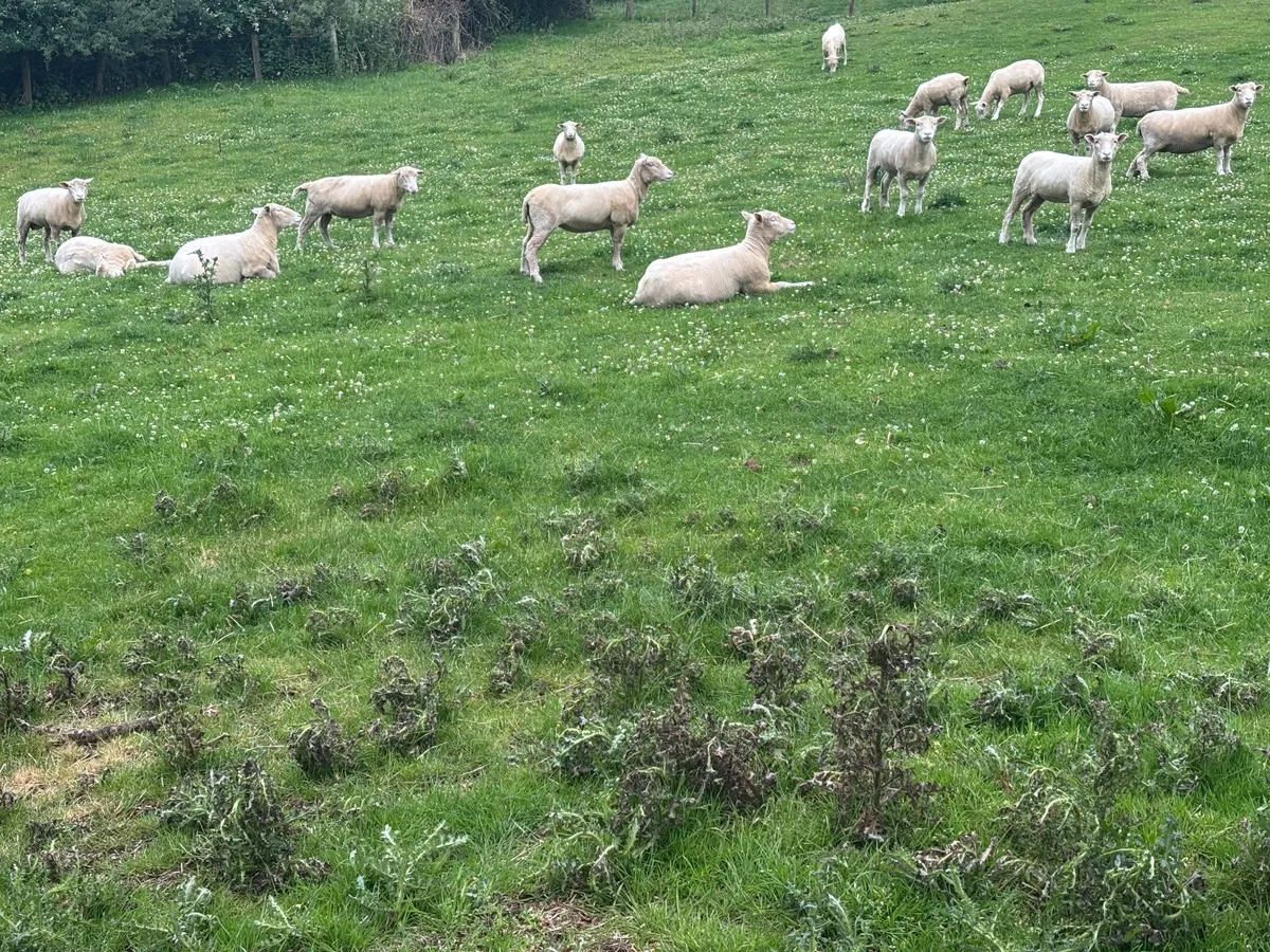Dorset Sheep