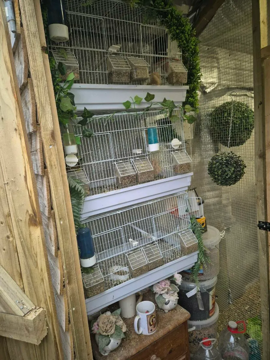Cages and bird - Image 1