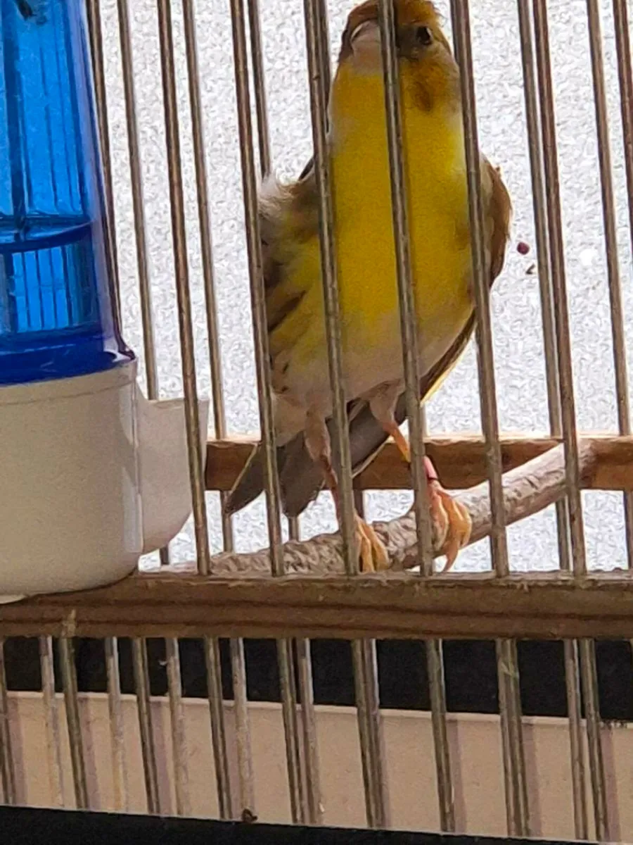 Cages and bird - Image 2