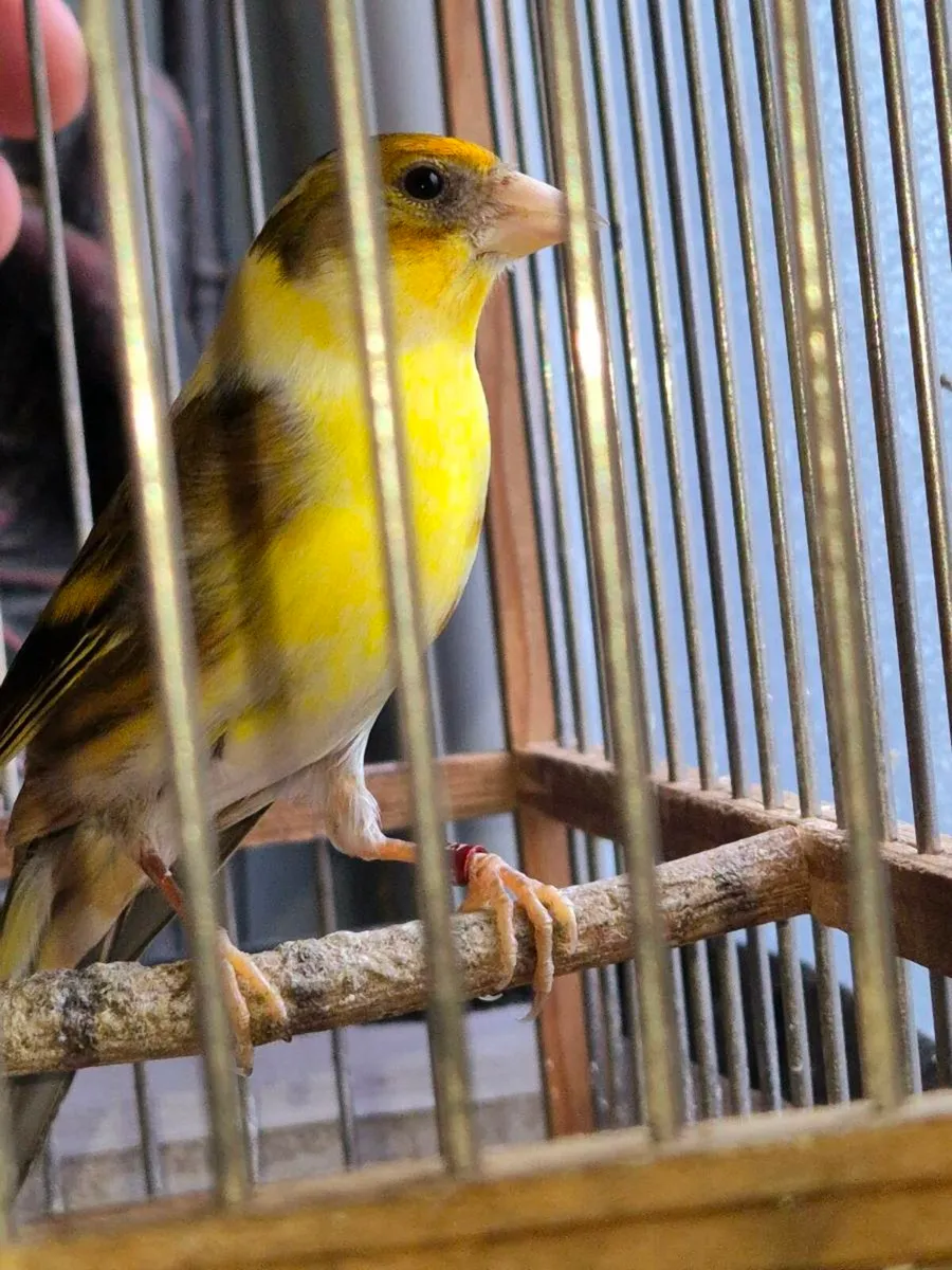 Cages and bird - Image 3