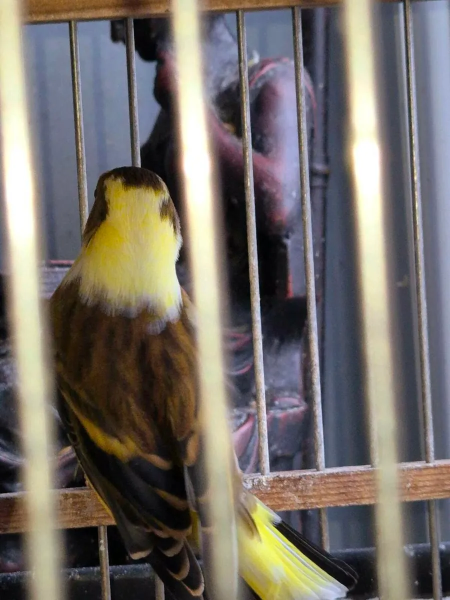 Cages and bird - Image 4