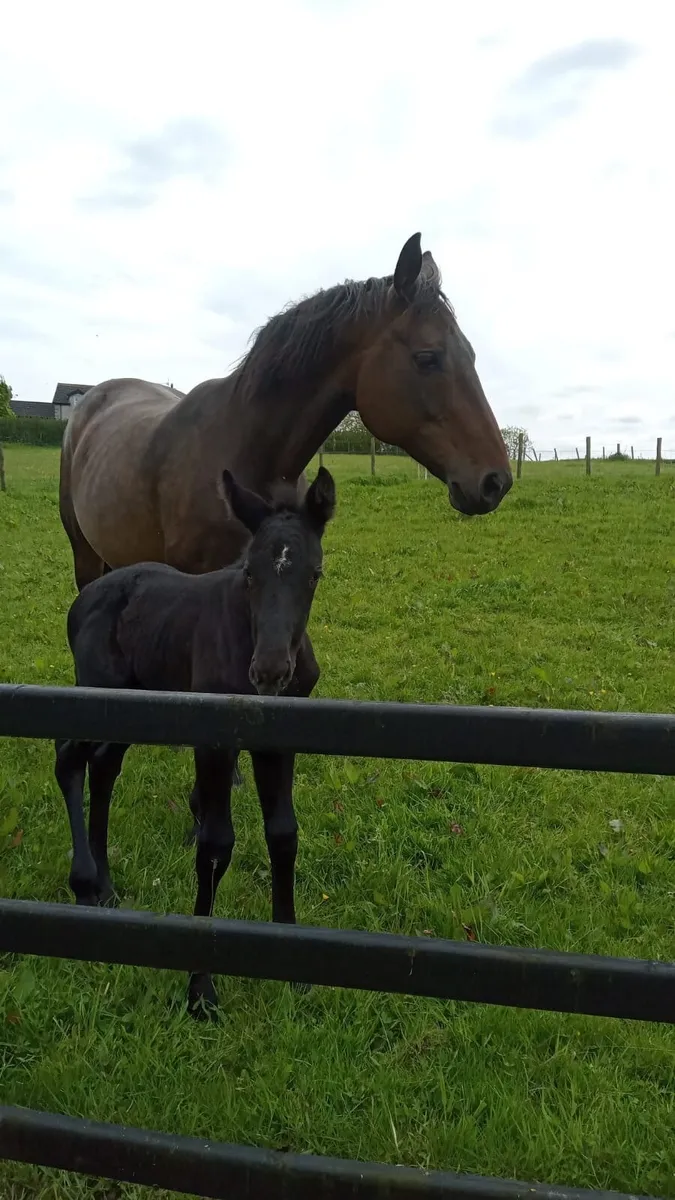 Brood mare or companion horse - Image 2