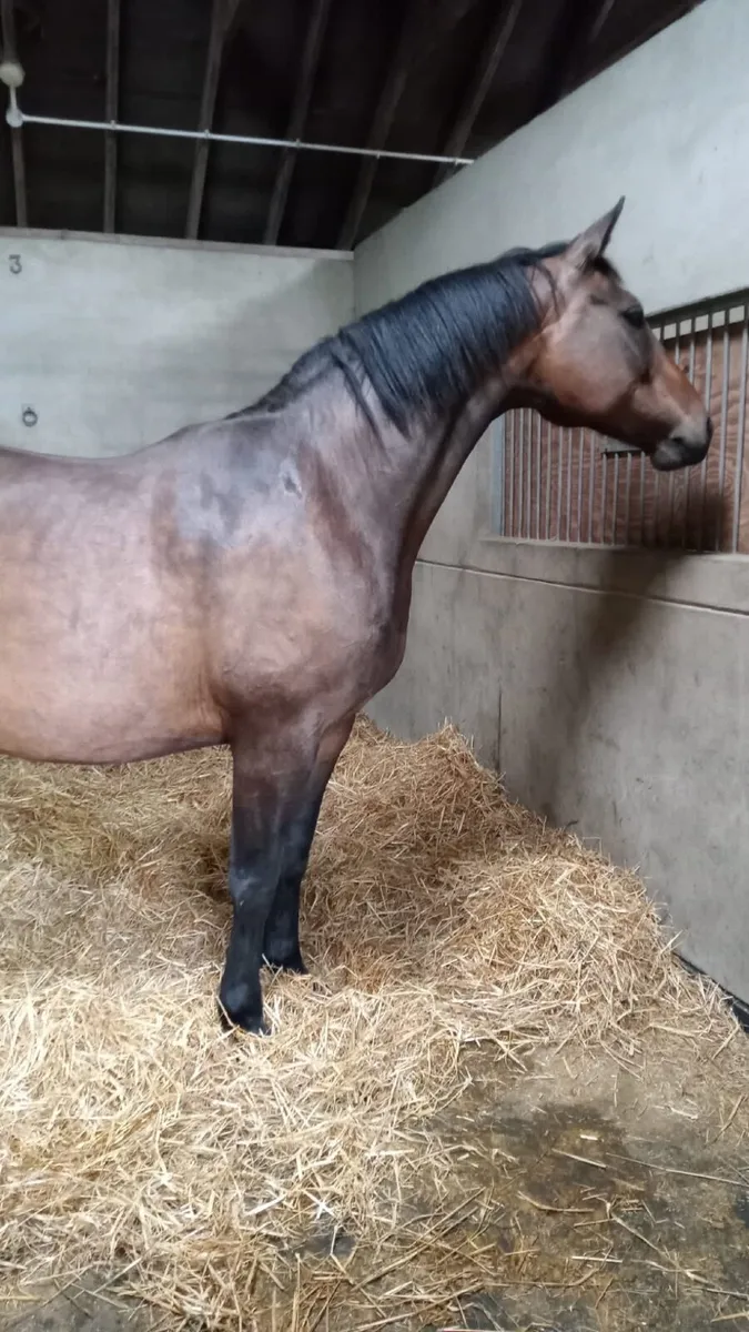 Brood mare or companion horse - Image 3