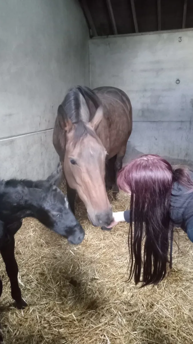 Brood mare or companion horse - Image 4