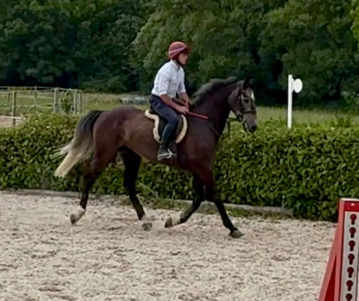 Horse - Image 1