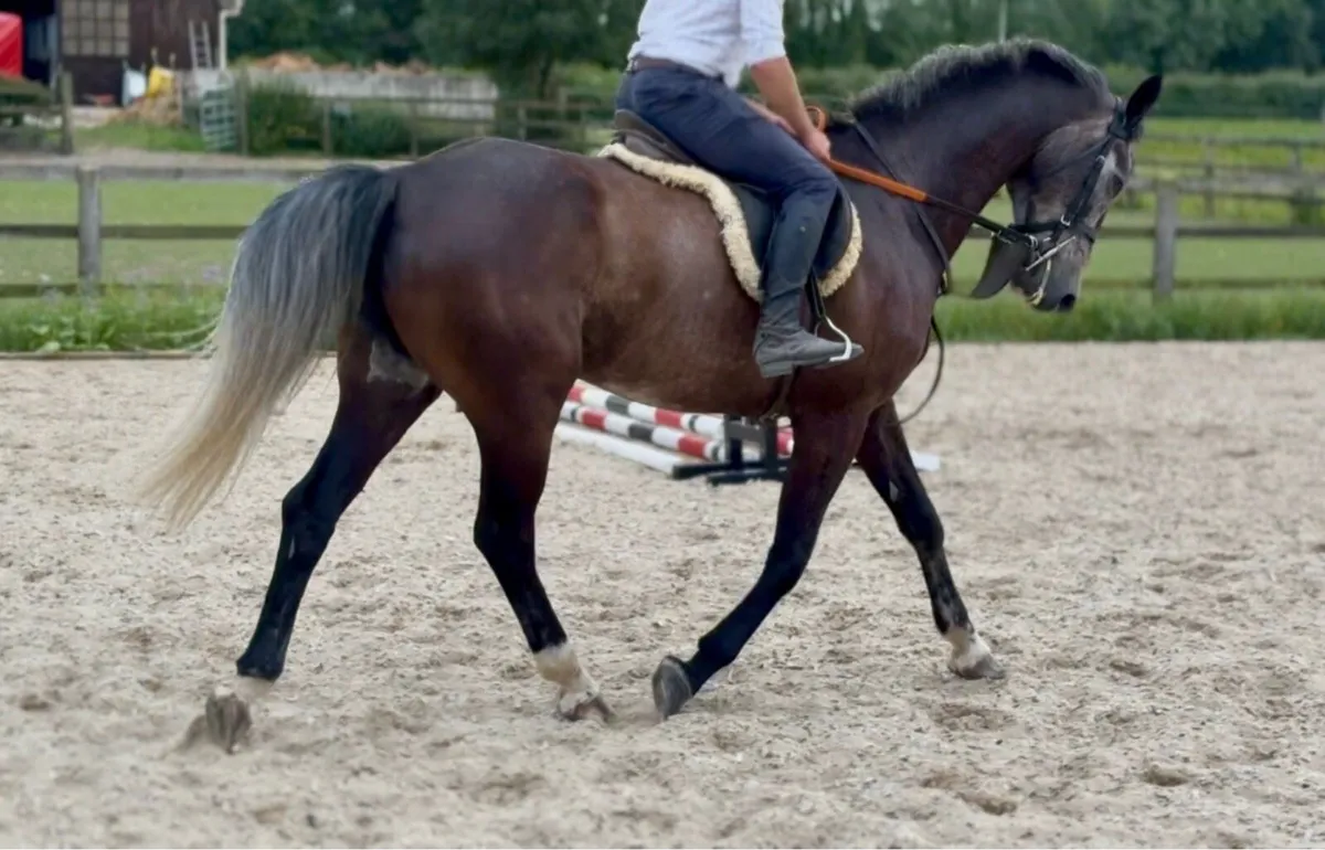 Horse - Image 2