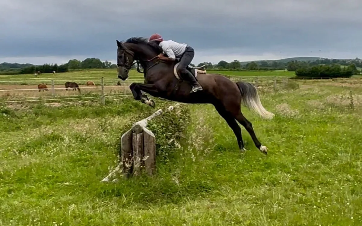 Horse - Image 3