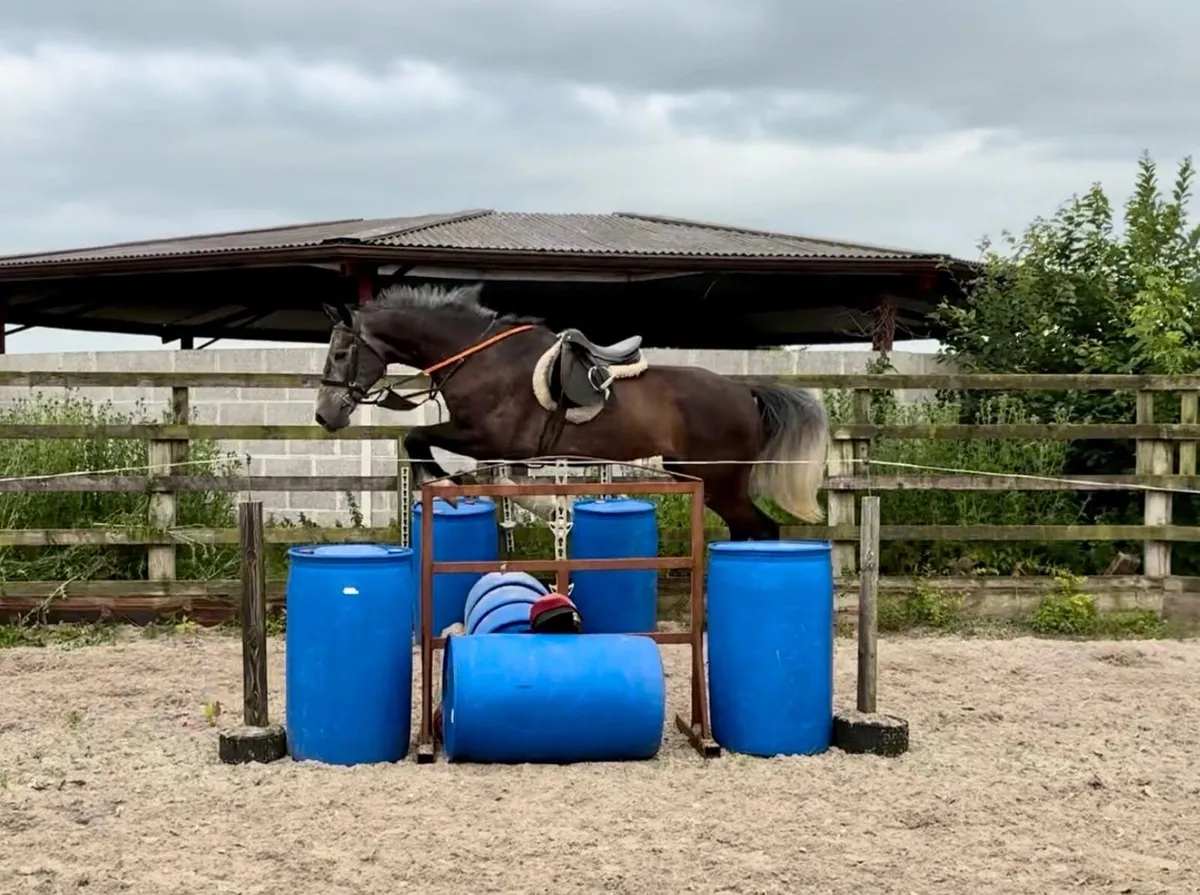Horse - Image 4
