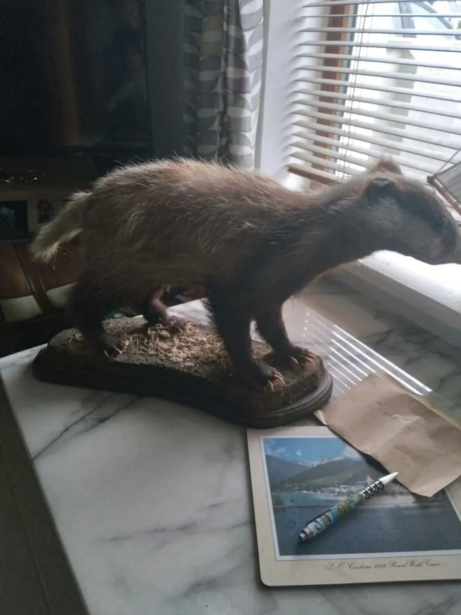 badger