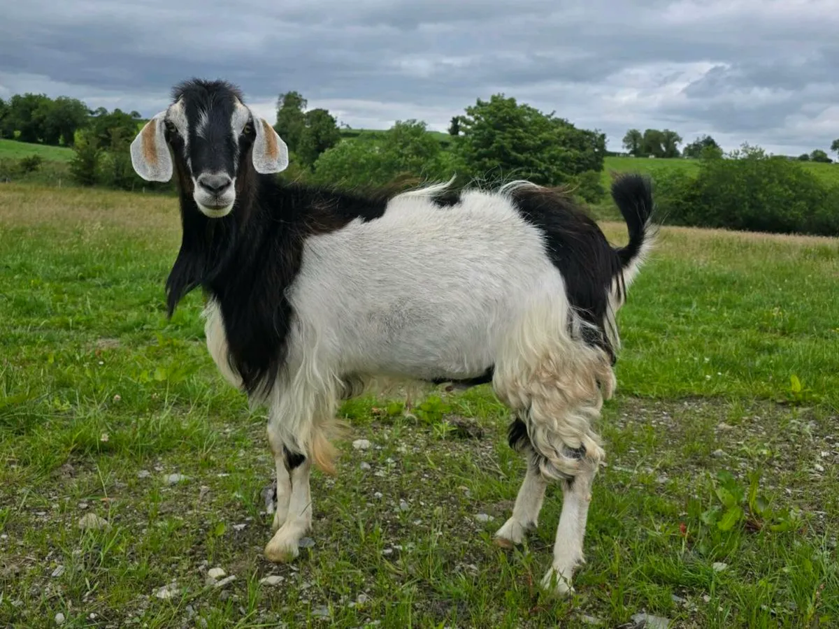 Buck Goat - Image 3