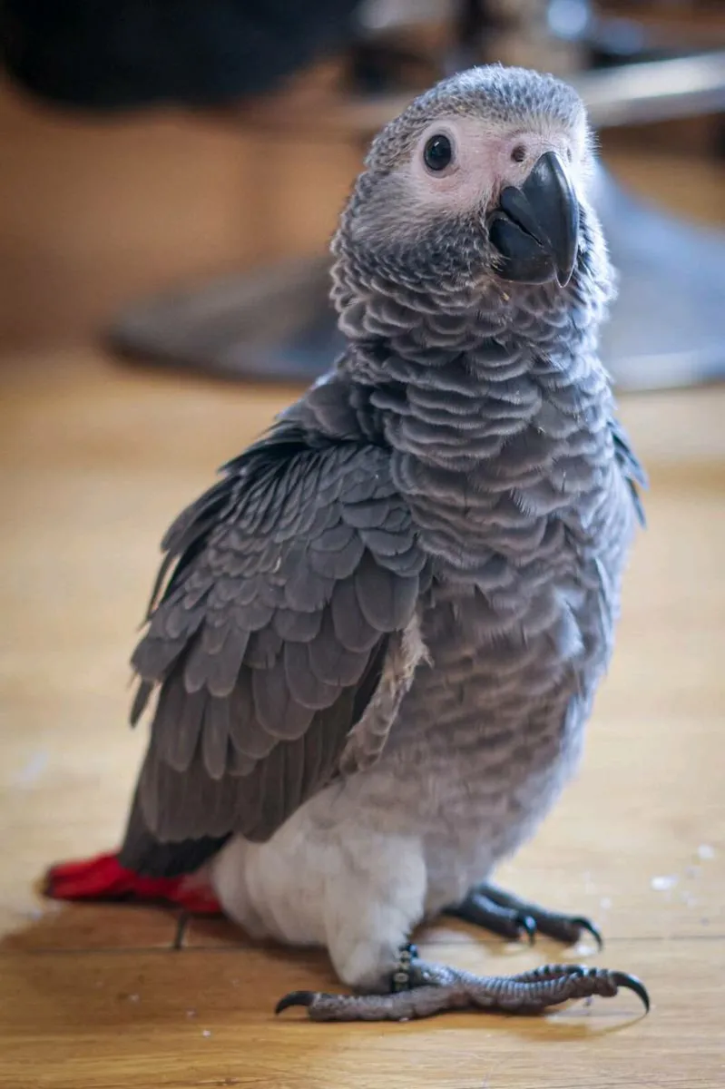 African grey - Image 3