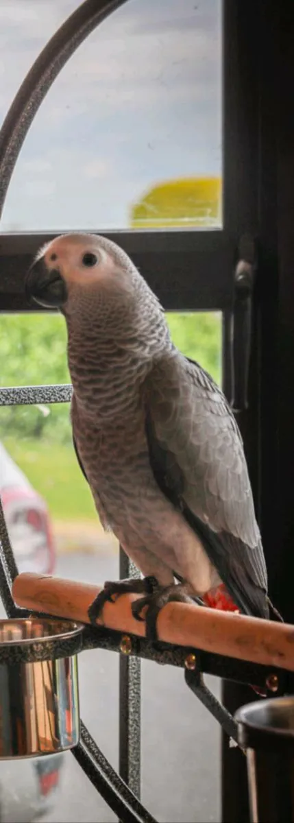 African grey - Image 2