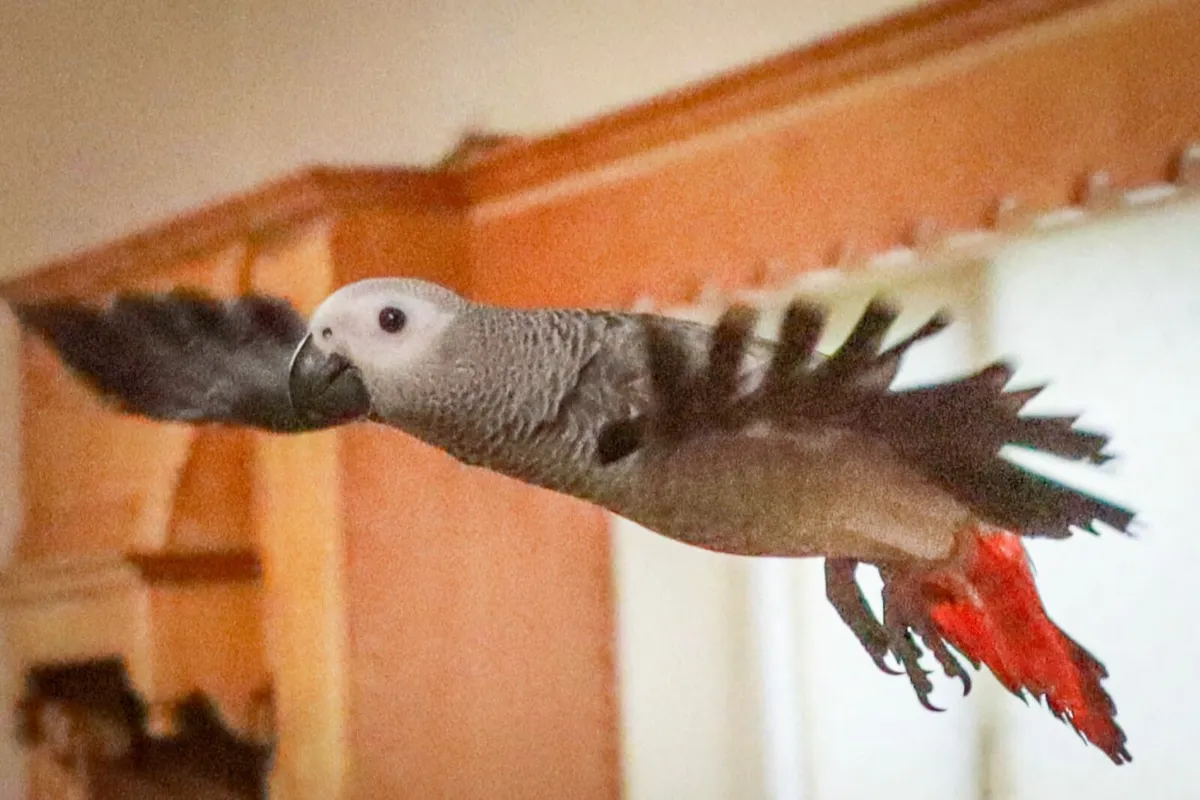 African grey - Image 4