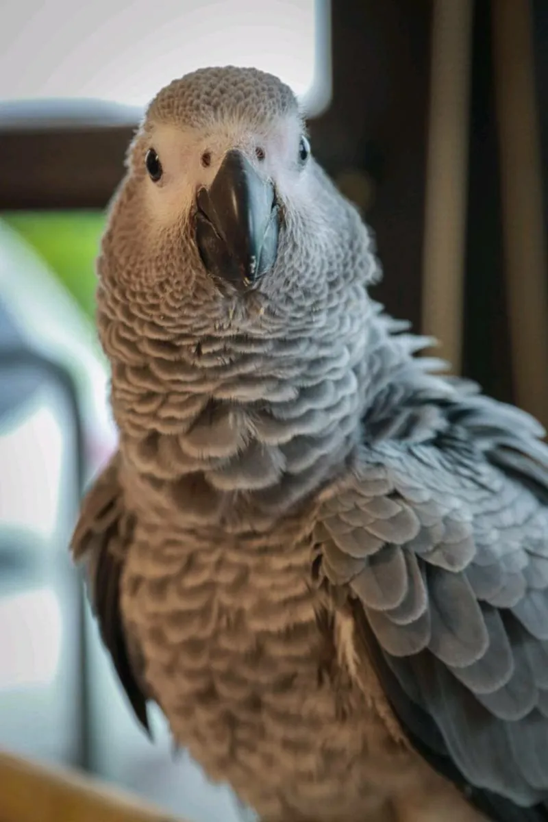 African grey - Image 1