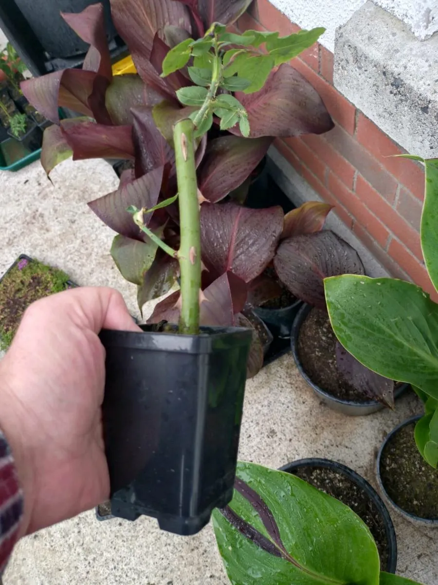 Rooted Rose Cutting -  Rosa Altissimo 'Delmur'