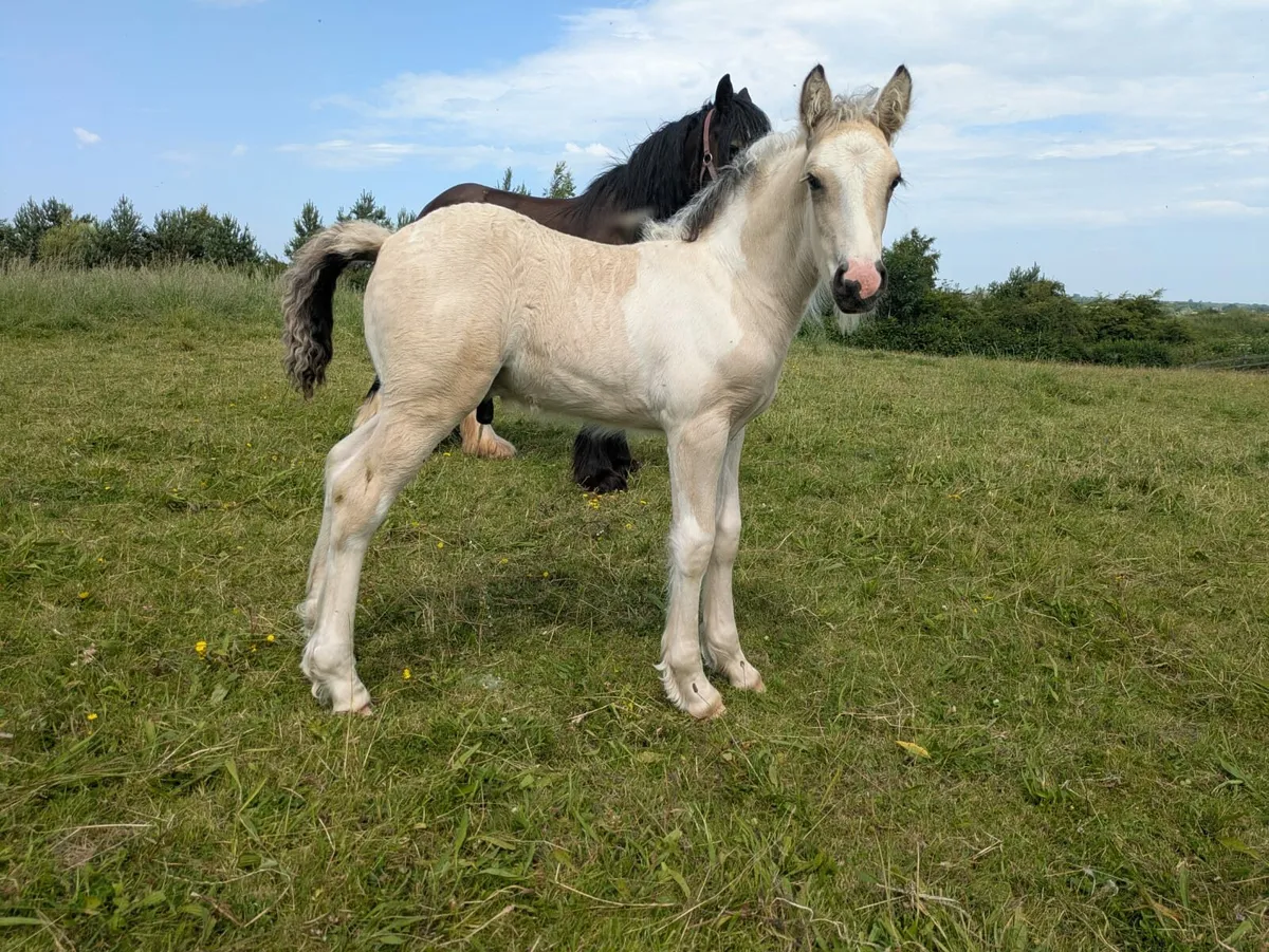 Mare & Foal - Image 1