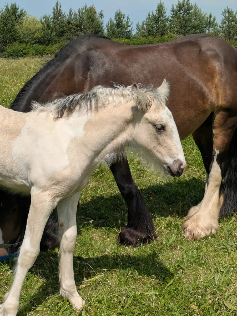 Mare & Foal - Image 2