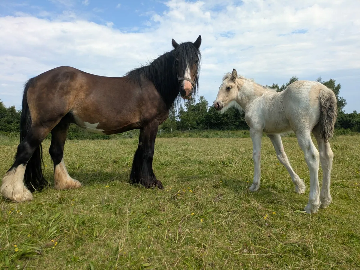Mare & Foal - Image 3