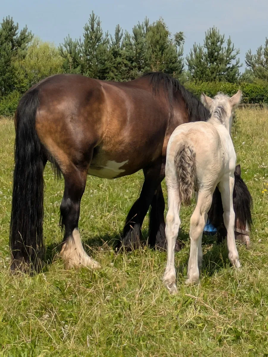 Mare & Foal - Image 4
