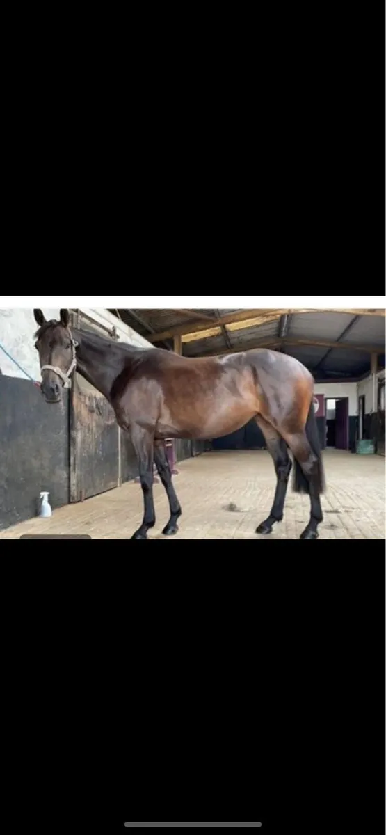 Broodmare