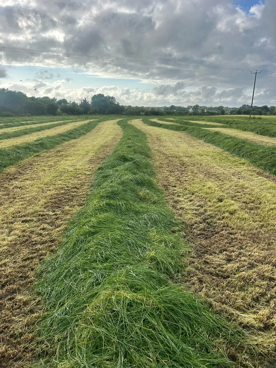 First and Second cut Silage - Image 2