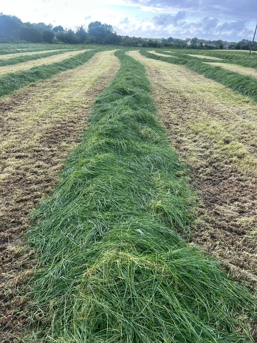 First and Second cut Silage - Image 3