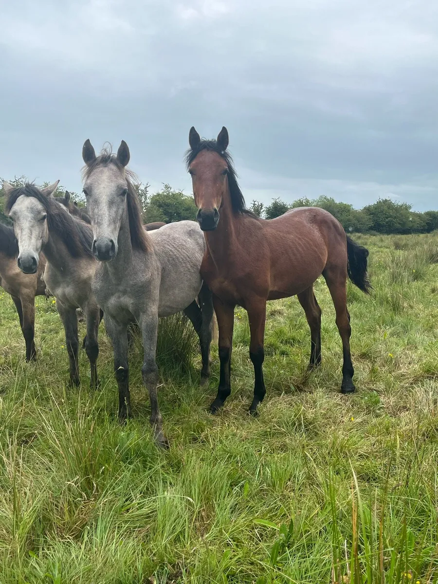 Connemara & Connemara x ID Colts - Image 1