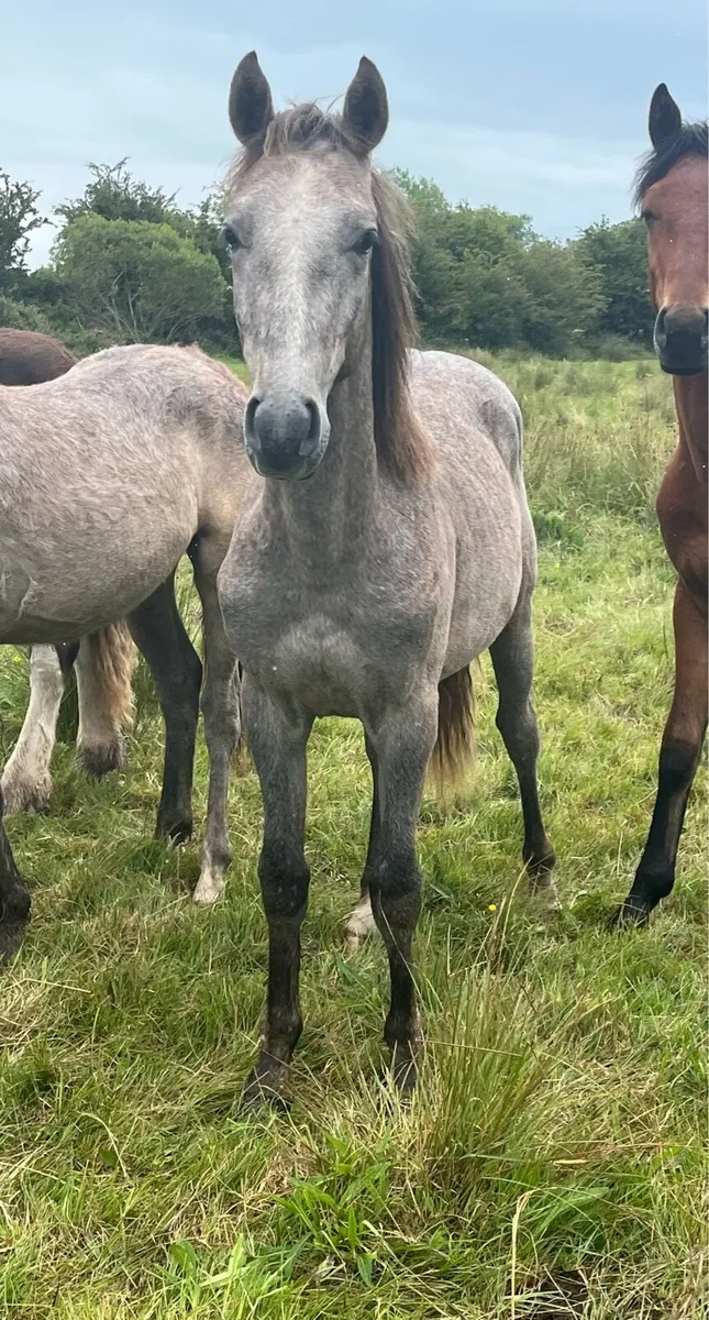 Connemara & Connemara x ID Colts - Image 2