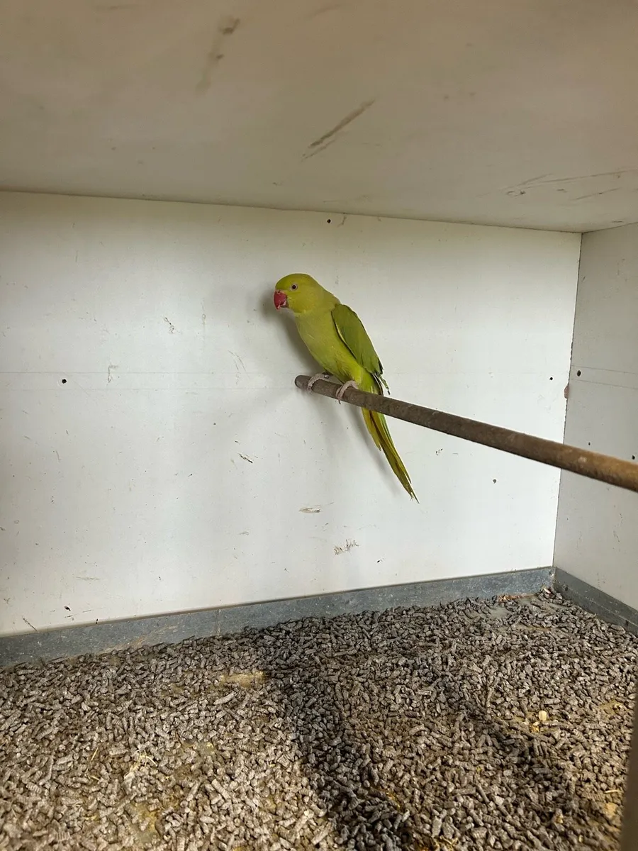 Ringneck pair - Image 3