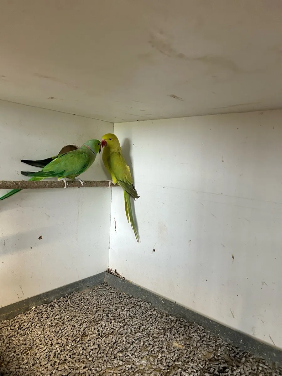 Ringneck pair - Image 1