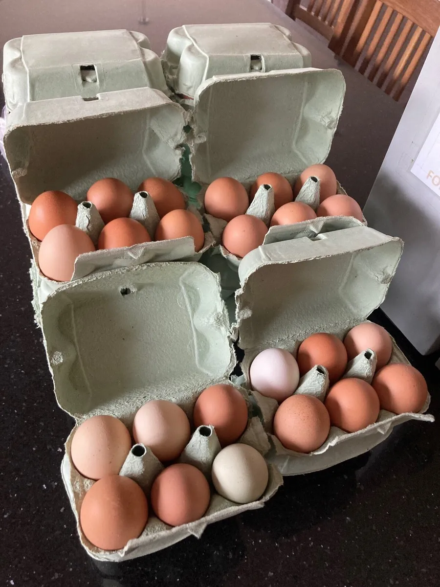 Free Range Eggs - Image 1
