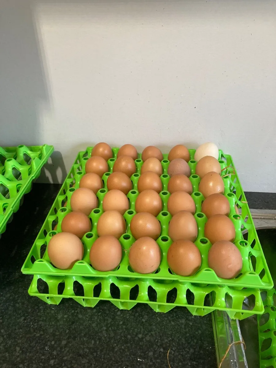 Free Range Eggs - Image 3