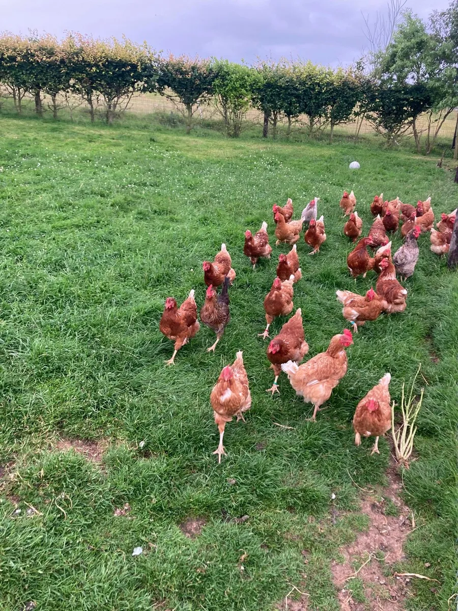 Free Range Eggs - Image 4