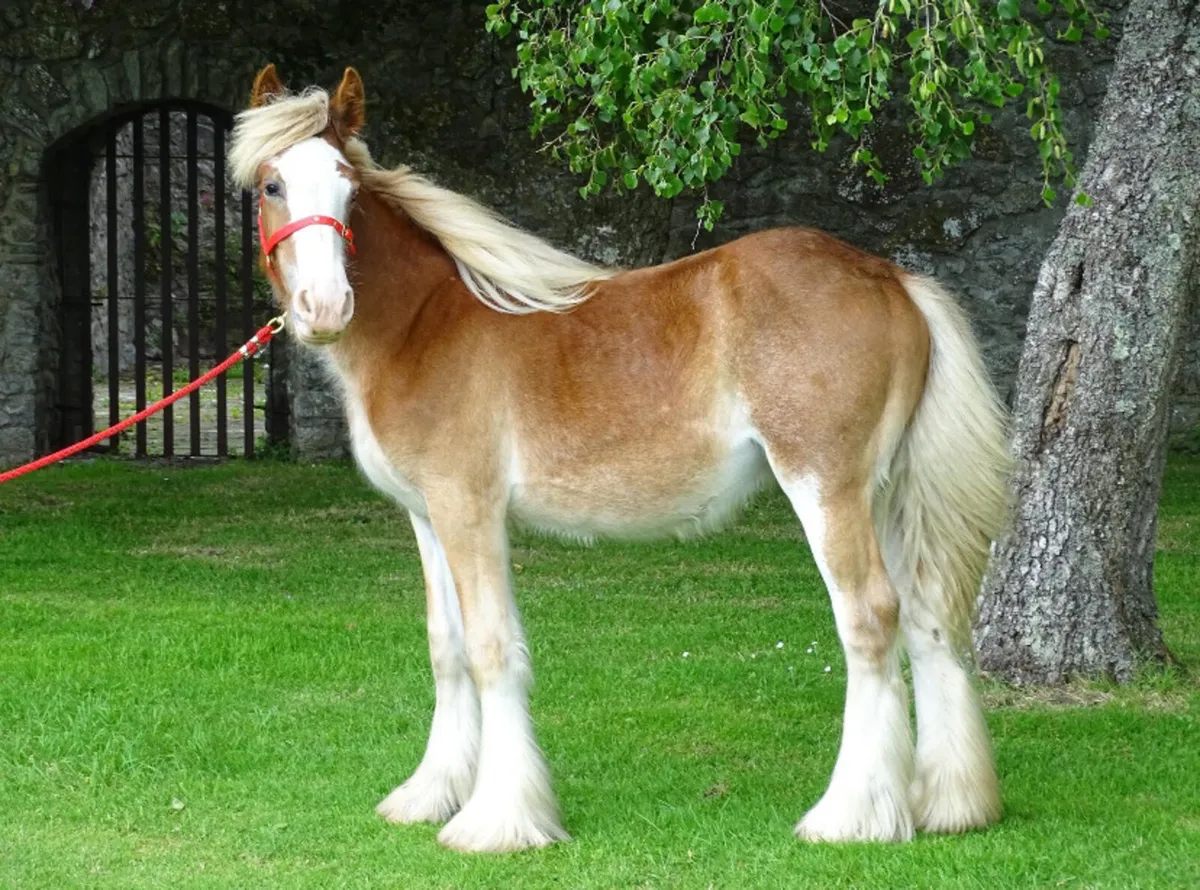 Top class 11 month old filly for sale - Image 2
