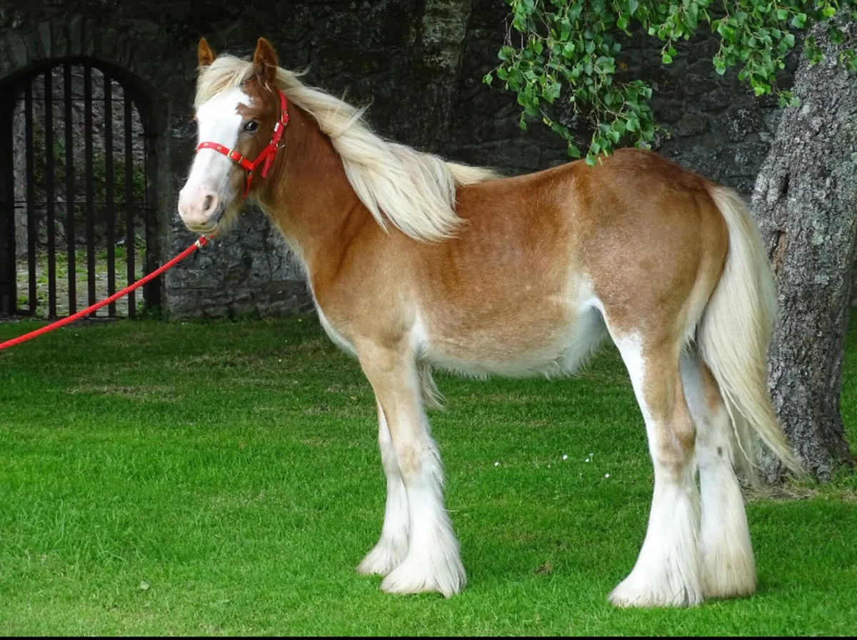 Top class 11 month old filly for sale - Image 3