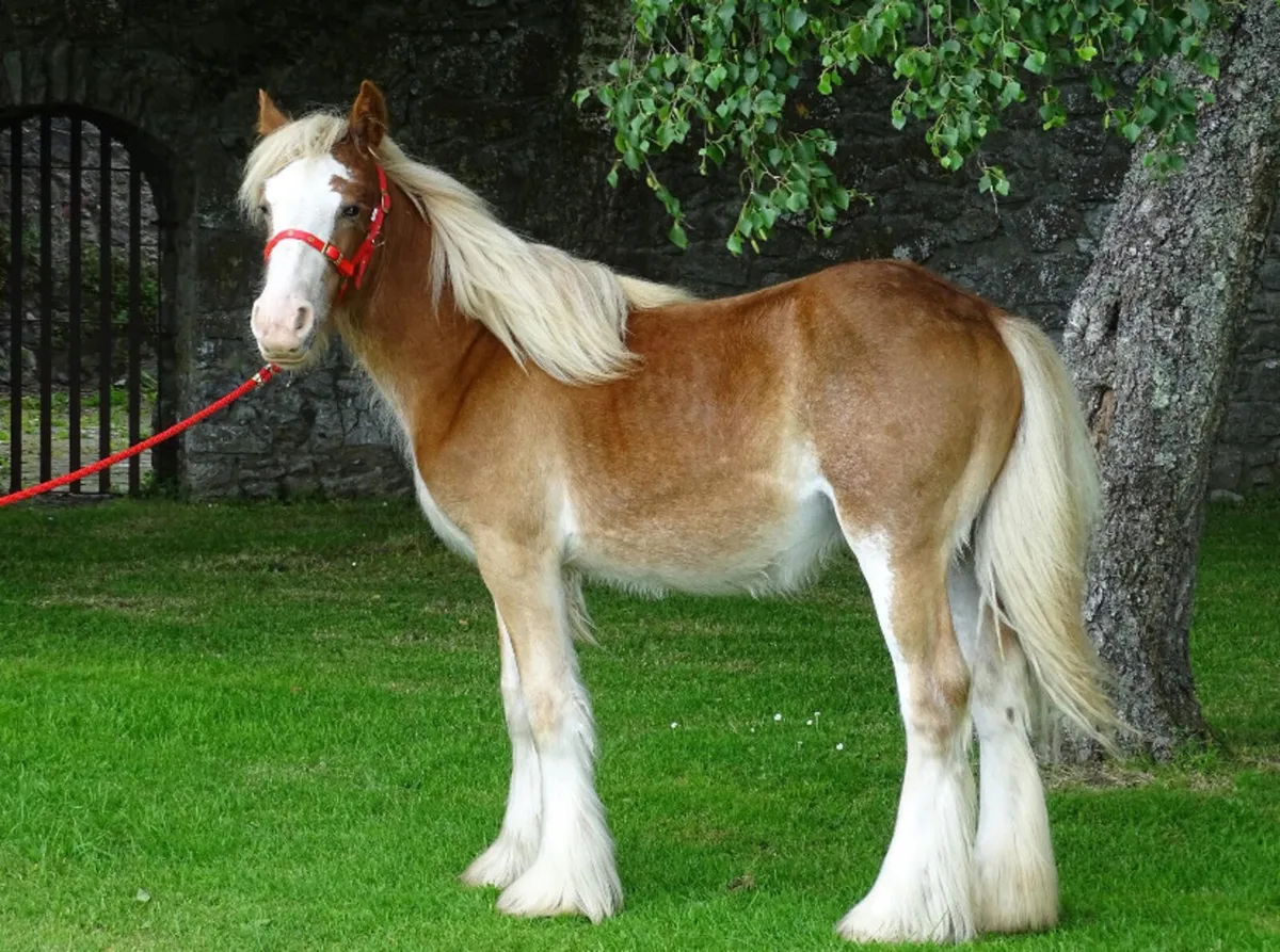 Top class 11 month old filly for sale - Image 4