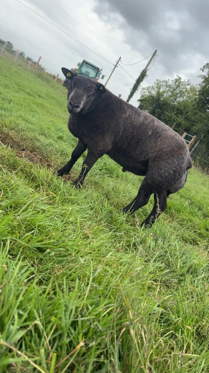 Pedigree Blue Texel Ram Lambs - Image 2