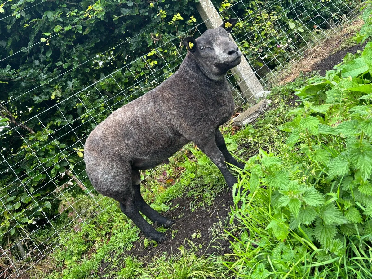 Pedigree Blue Texel Ram Lambs - Image 3