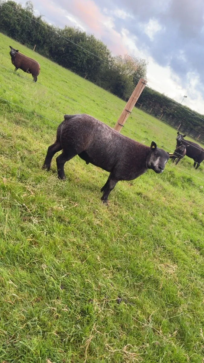 Pedigree Blue Texel Ram Lambs - Image 4