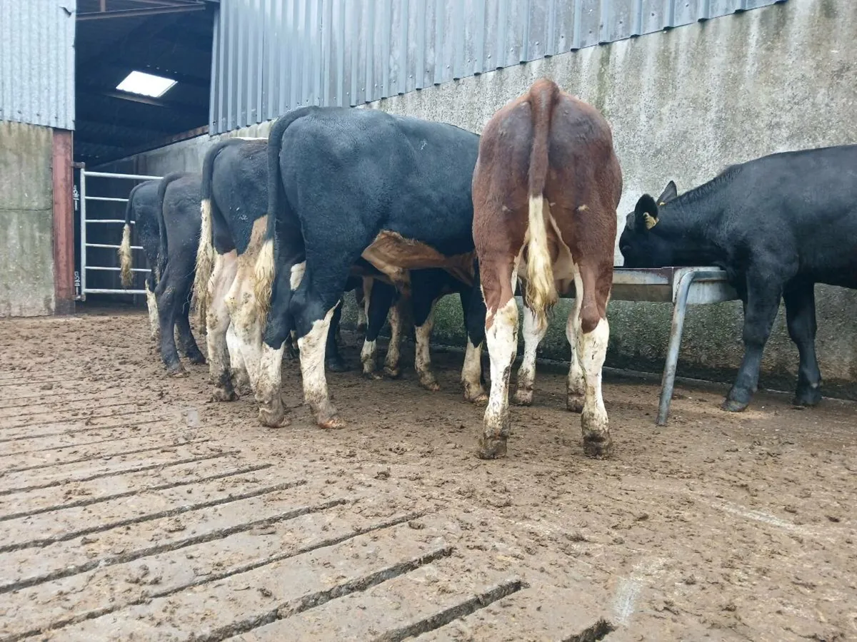 12 Hereford Bullocks - Image 2
