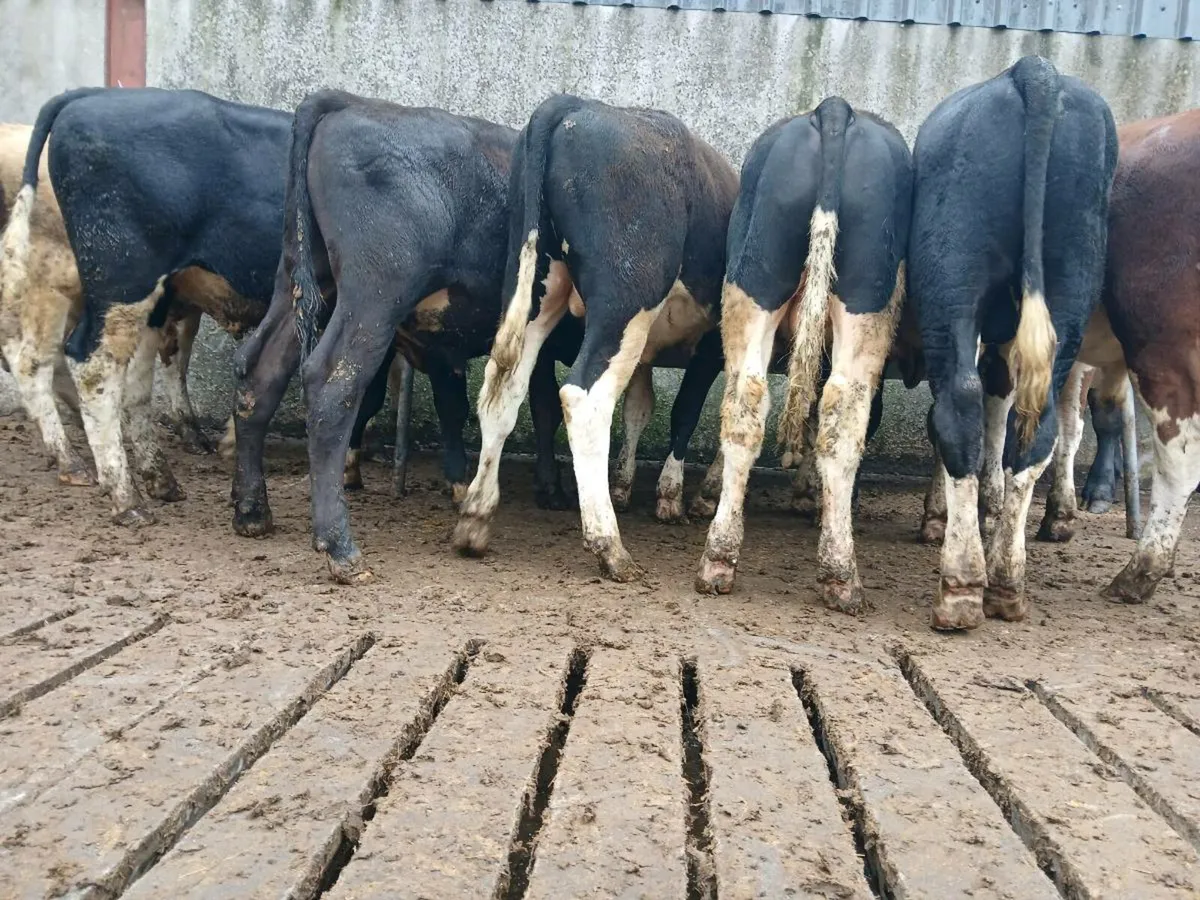 12 Hereford Bullocks - Image 3