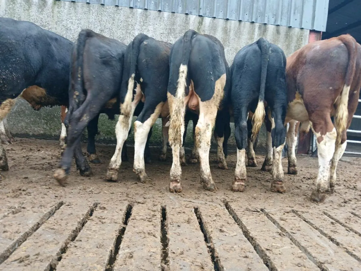 12 Hereford Bullocks - Image 4