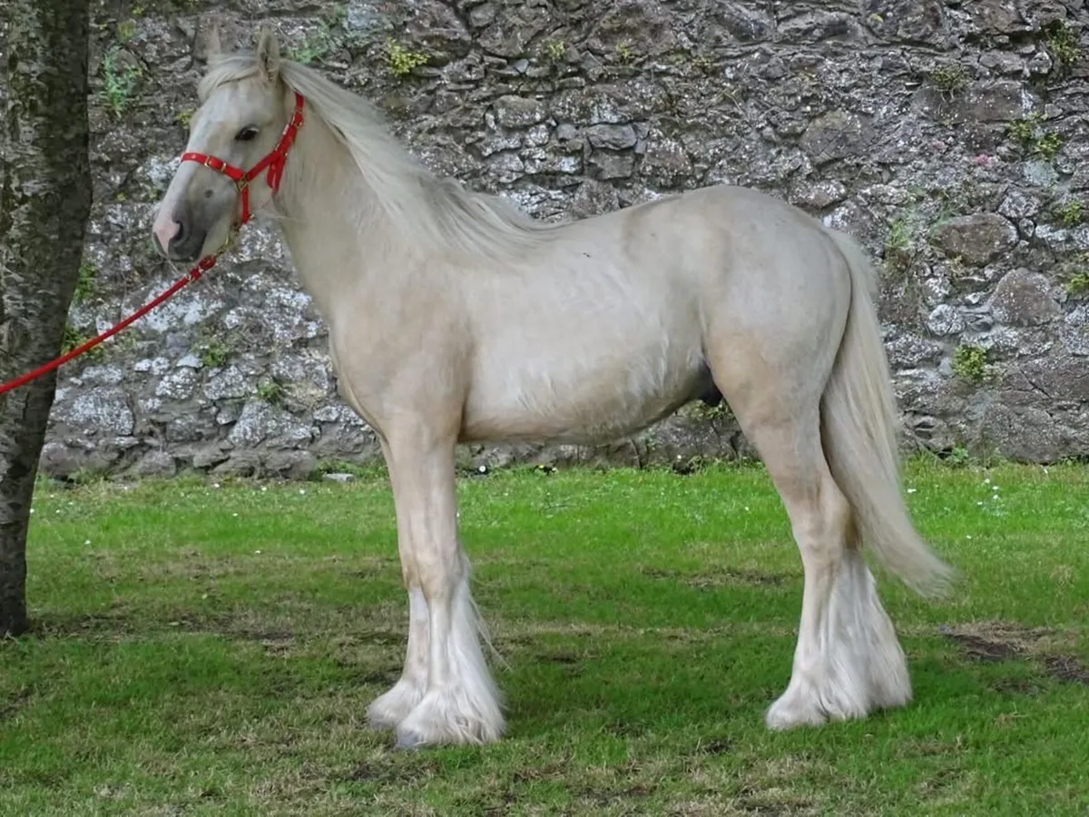 Proper 11 month old colt - Image 1
