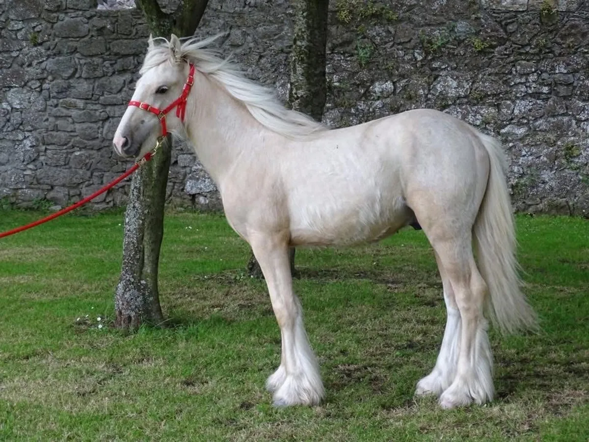 Proper 11 month old colt - Image 2